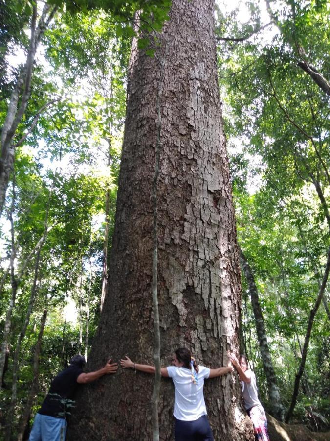 إل سوبربيو Margay - Reserva Natural Y Lodge De Selva المظهر الخارجي الصورة