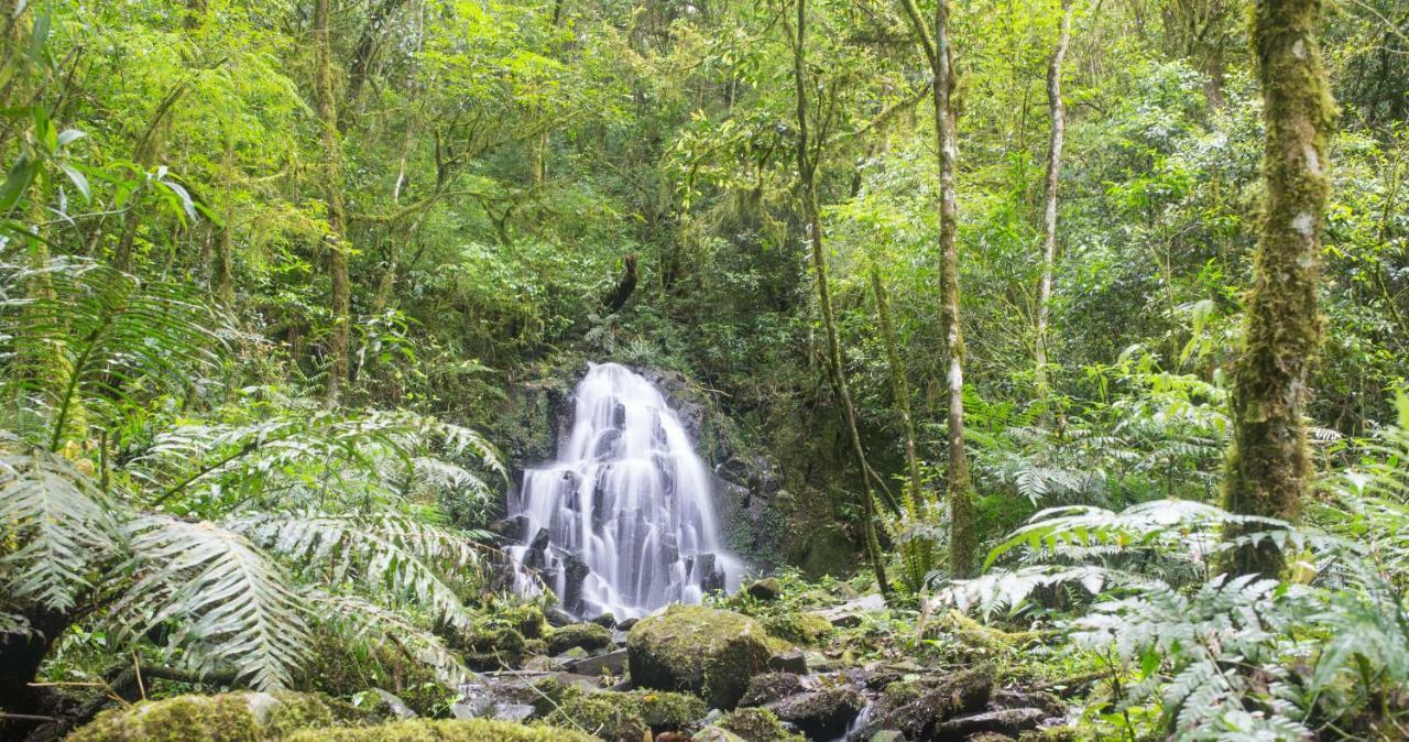 إل سوبربيو Margay - Reserva Natural Y Lodge De Selva المظهر الخارجي الصورة